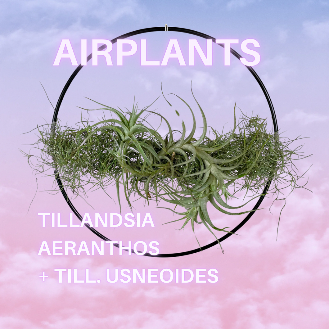 AIRPLANT AUF METALLRING ( Tillandsia aeranthos + Till. usneoides)