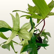 Lade das Bild in den Galerie-Viewer, Philodendron (Baumfreund) Florida Ghost