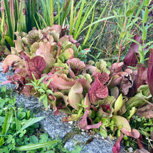 Lade das Bild in den Galerie-Viewer, Sarracenia purpurea (Schlauchpflanze) Fleischfressende Pflanze