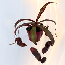 Lade das Bild in den Galerie-Viewer, Nepenthes    x  Rebecca Soper - Kannenpflanze