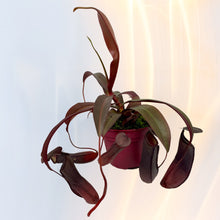 Lade das Bild in den Galerie-Viewer, Nepenthes    x  Rebecca Soper - Kannenpflanze