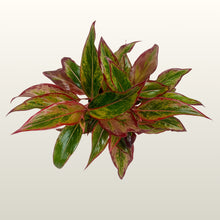 Lade das Bild in den Galerie-Viewer, Aglaonema Salmon Fantasy