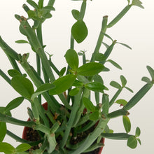 Lade das Bild in den Galerie-Viewer, Euphorbia phosphorea