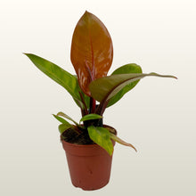 Lade das Bild in den Galerie-Viewer, Philodendron Prince of Orange (Baumfreund)