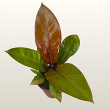 Lade das Bild in den Galerie-Viewer, Philodendron Prince of Orange (Baumfreund)