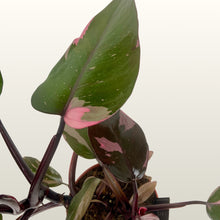 Lade das Bild in den Galerie-Viewer, Philodendron Pink Princess (Baumfreund)