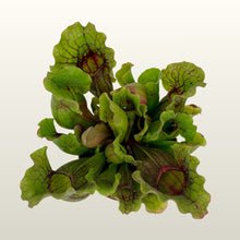 Lade das Bild in den Galerie-Viewer, Sarracenia purpurea (Schlauchpflanze) Fleischfressende Pflanze