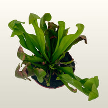 Lade das Bild in den Galerie-Viewer, Sarracenia psittacina (Schlauchpflanze) Fleischfressende Pflanze