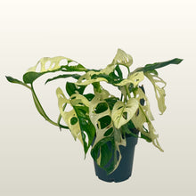 Lade das Bild in den Galerie-Viewer, Monstera adansonii (Fensterblatt) Monkey Japanese Tricolour