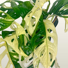 Lade das Bild in den Galerie-Viewer, Monstera adansonii (Fensterblatt) Monkey Japanese Tricolour