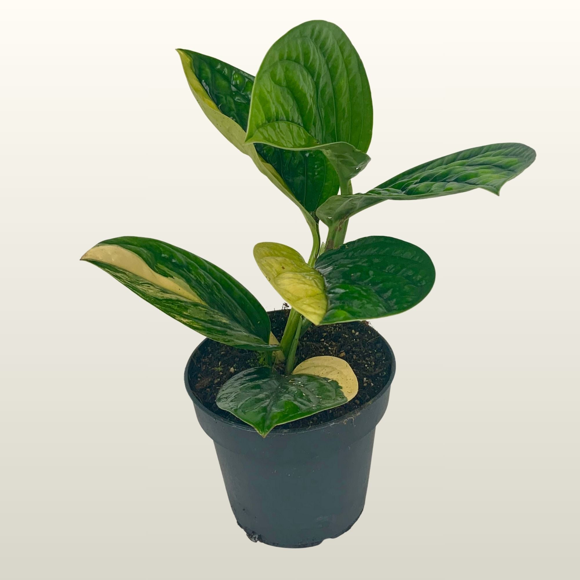Epipremnum (Efeutute) Marble Planet Variegata