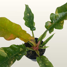 Lade das Bild in den Galerie-Viewer, Philodendron (Baumfreund)  Narrow Ring of Fire
