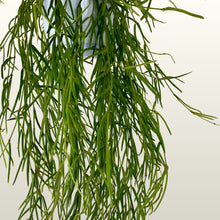 Lade das Bild in den Galerie-Viewer, Hoya linearis (Porzellenblume)