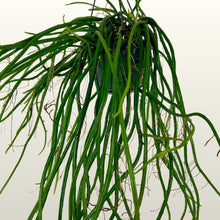 Lade das Bild in den Galerie-Viewer, Selenicereus Wrecklei (Königin der Nacht)