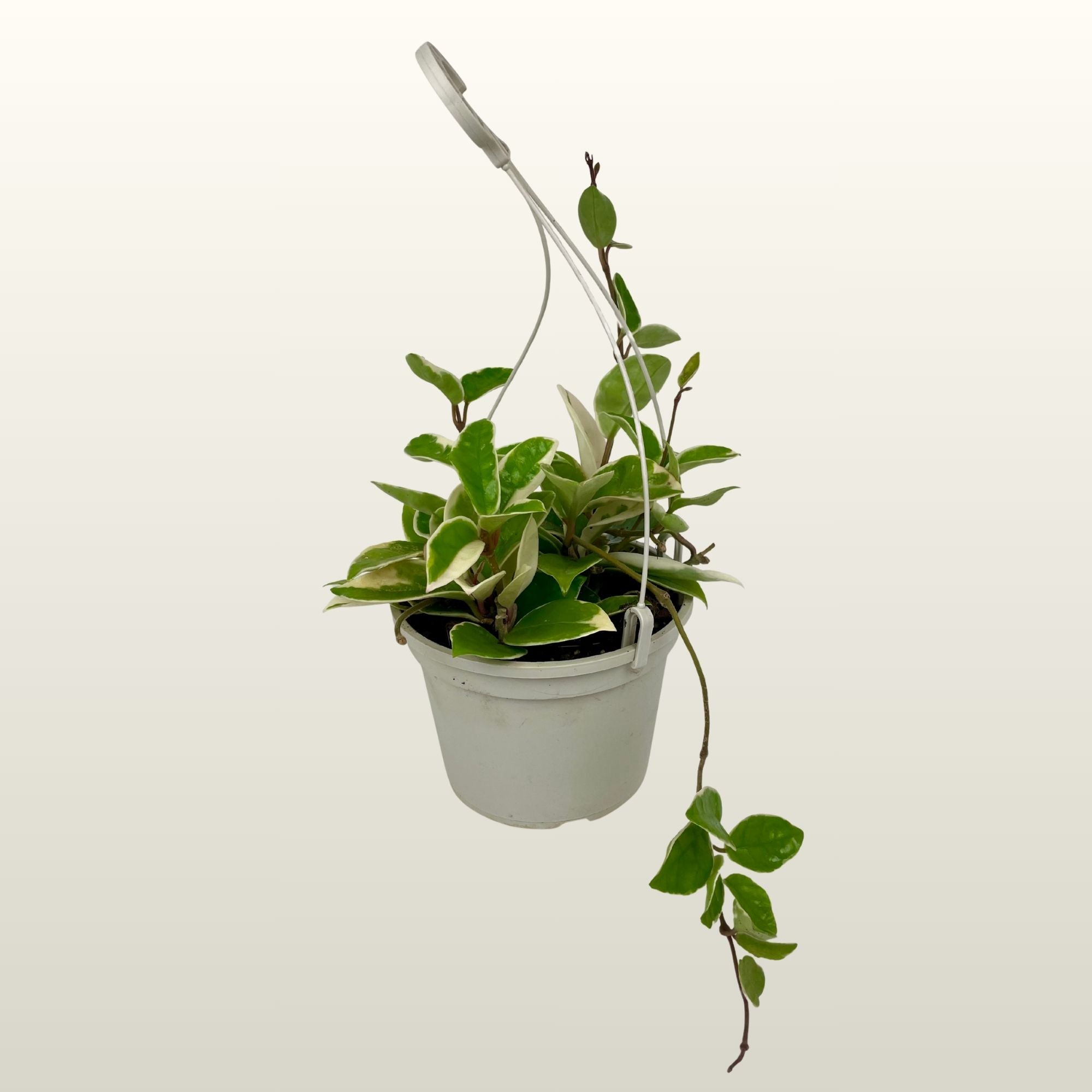 Hoya carnosa Variegata (Porzellanblume) – GartenGretel´s Shop