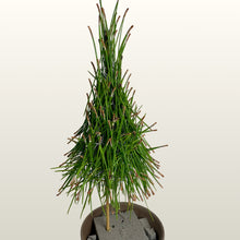 Lade das Bild in den Galerie-Viewer, Pinien - Nadeln 500 Gramm