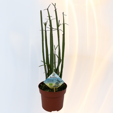 Lade das Bild in den Galerie-Viewer, Ceropegia dichotoma - gabelige Leuchterblume