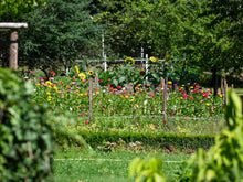 Lade das Bild in den Galerie-Viewer, Auszeit-Tag für Frauen „Von Wurzeln zur Blüte“ 29.05.2027 Samstag
