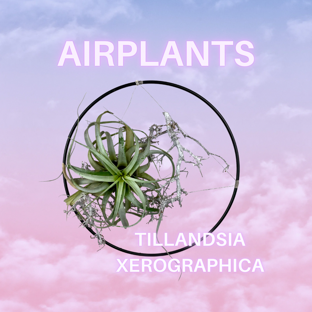 AIRPLANT AUF METALLRING ( Tillandsia xerographica)