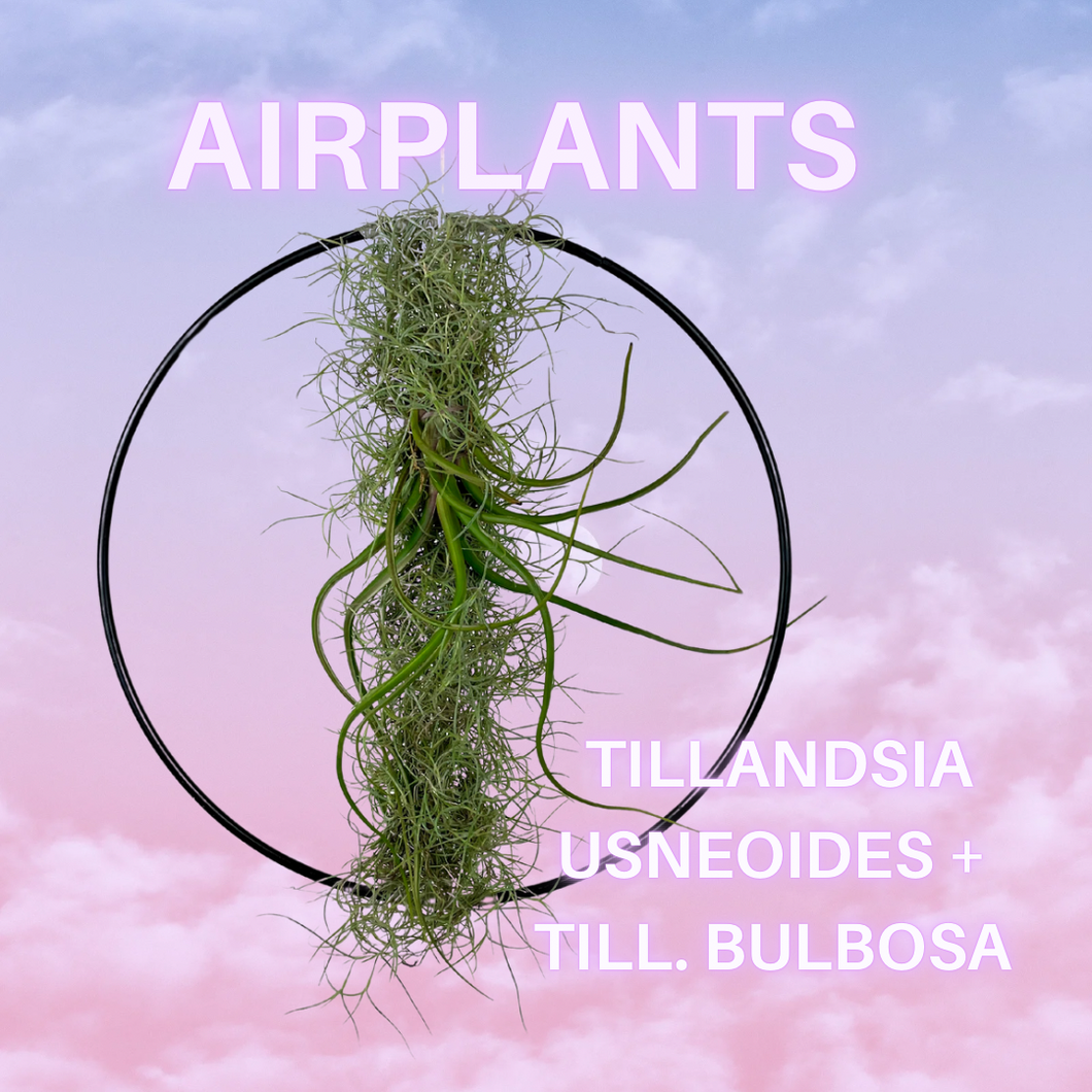 AIRPLANT AUF METALLRING ( Tillandsia usneoides + Till. bulbosa)