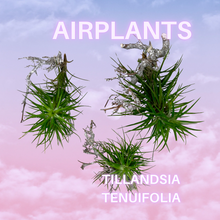 Lade das Bild in den Galerie-Viewer, AIRPLANT FÜR EINSTEIGER (Tillandsia tenuifolia)
