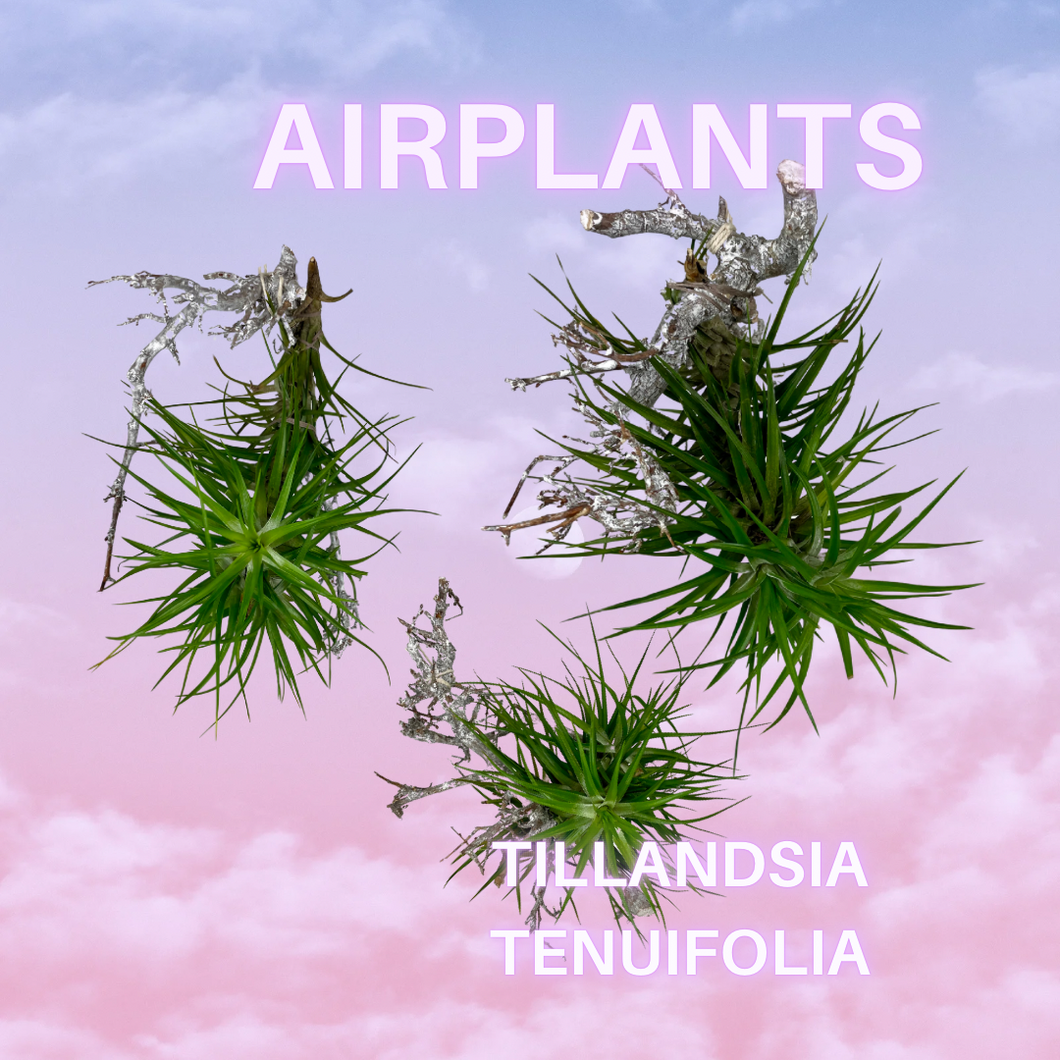 AIRPLANT FÜR EINSTEIGER (Tillandsia tenuifolia)