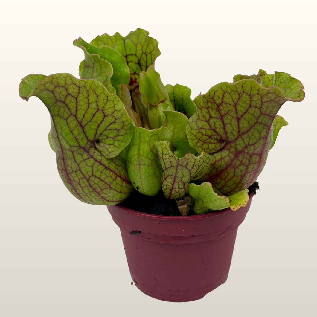 Sarracenia purpurea (Schlauchpflanze) Fleischfressende Pflanze