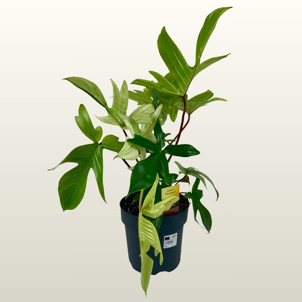 Philodendron (Baumfreund) Florida Ghost