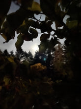Lade das Bild in den Galerie-Viewer, ZWISCHEN GLUT UND GÄNSEHAUT SAMSTAG  13.12.25 17:00 - 20:00 UHR
