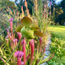 Lade das Bild in den Galerie-Viewer, Sarracenia purpurea (Schlauchpflanze) Fleischfressende Pflanze
