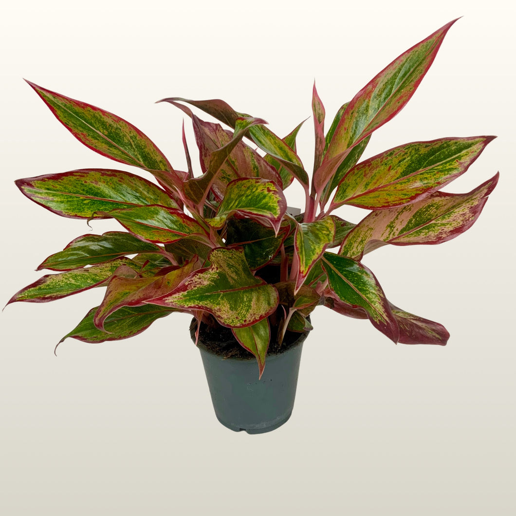 Aglaonema Salmon Fantasy