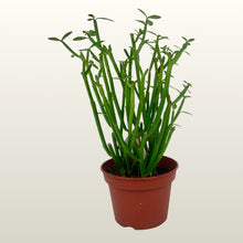 Lade das Bild in den Galerie-Viewer, Euphorbia phosphorea
