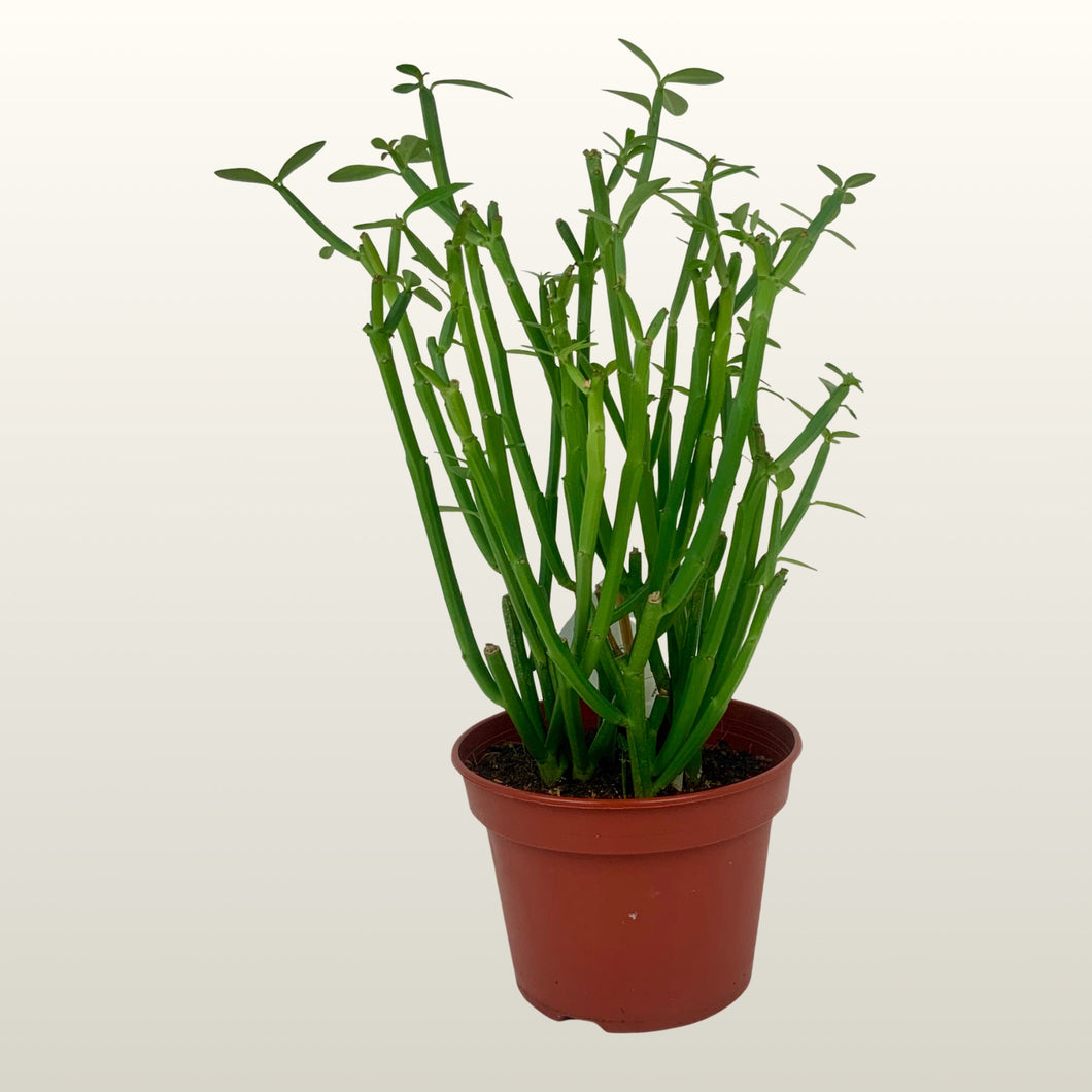 Euphorbia phosphorea