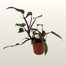 Lade das Bild in den Galerie-Viewer, Philodendron Pink Princess (Baumfreund)
