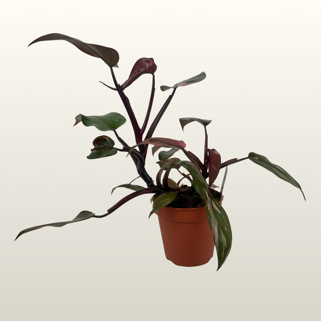 Philodendron Pink Princess (Baumfreund)