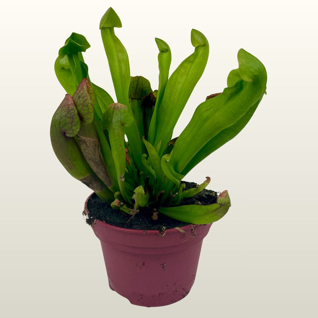 Sarracenia psittacina (Schlauchpflanze) Fleischfressende Pflanze