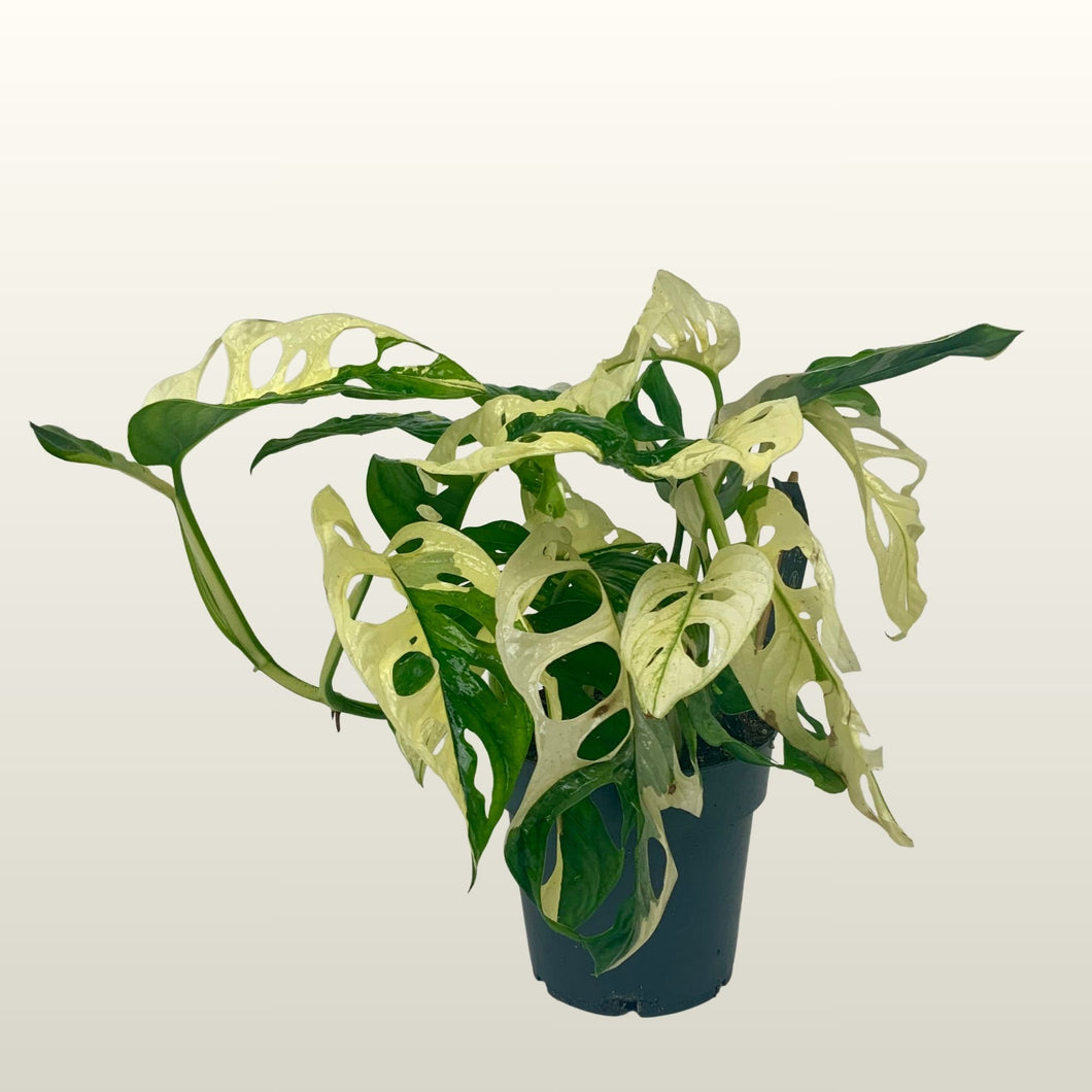 Monstera adansonii (Fensterblatt) Monkey Japanese Tricolour