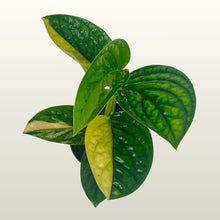 Lade das Bild in den Galerie-Viewer, Epipremnum (Efeutute)  Marble Planet Variegata
