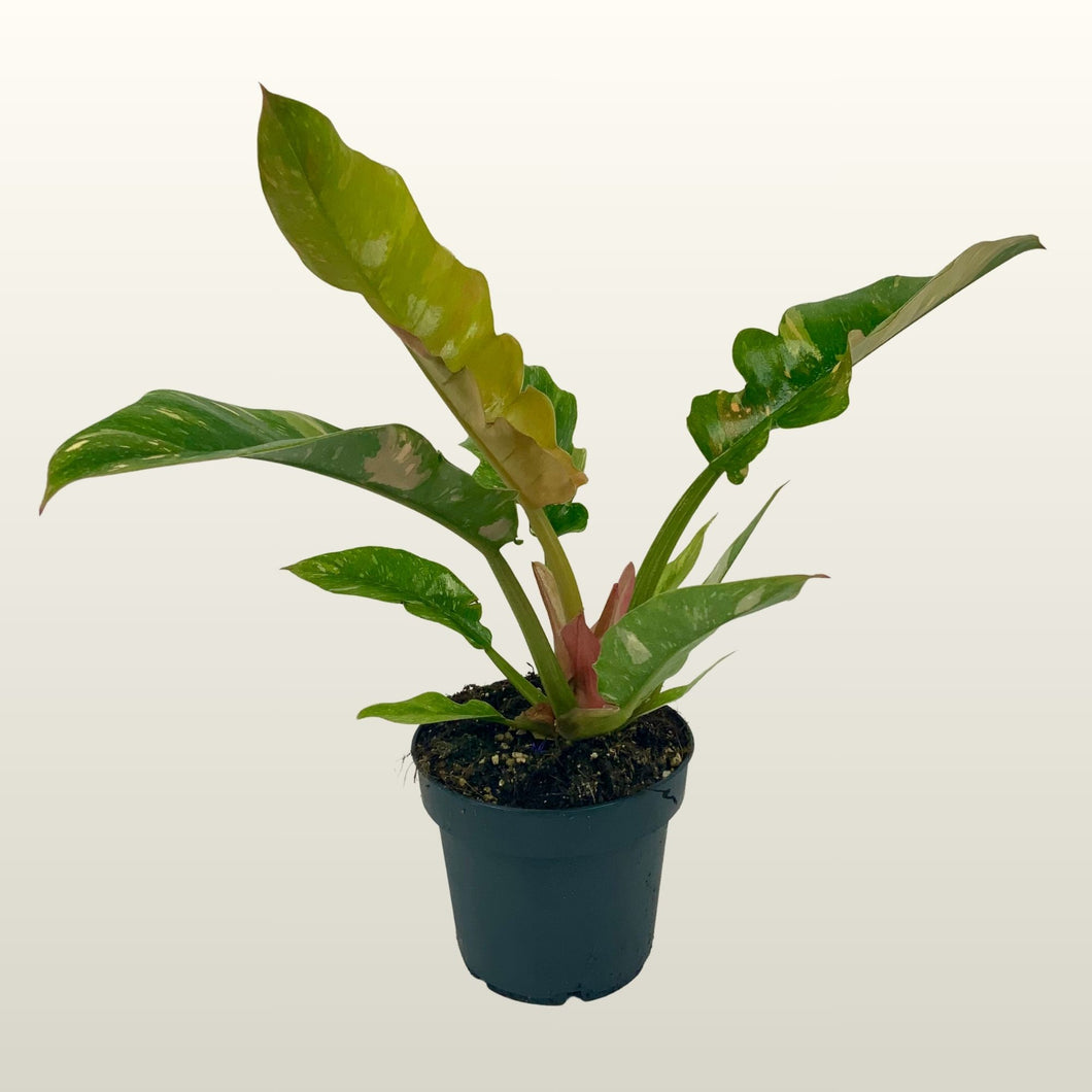 philodendron baumfreund Philodendron (Baumfreund) Narrow Ring of Fire