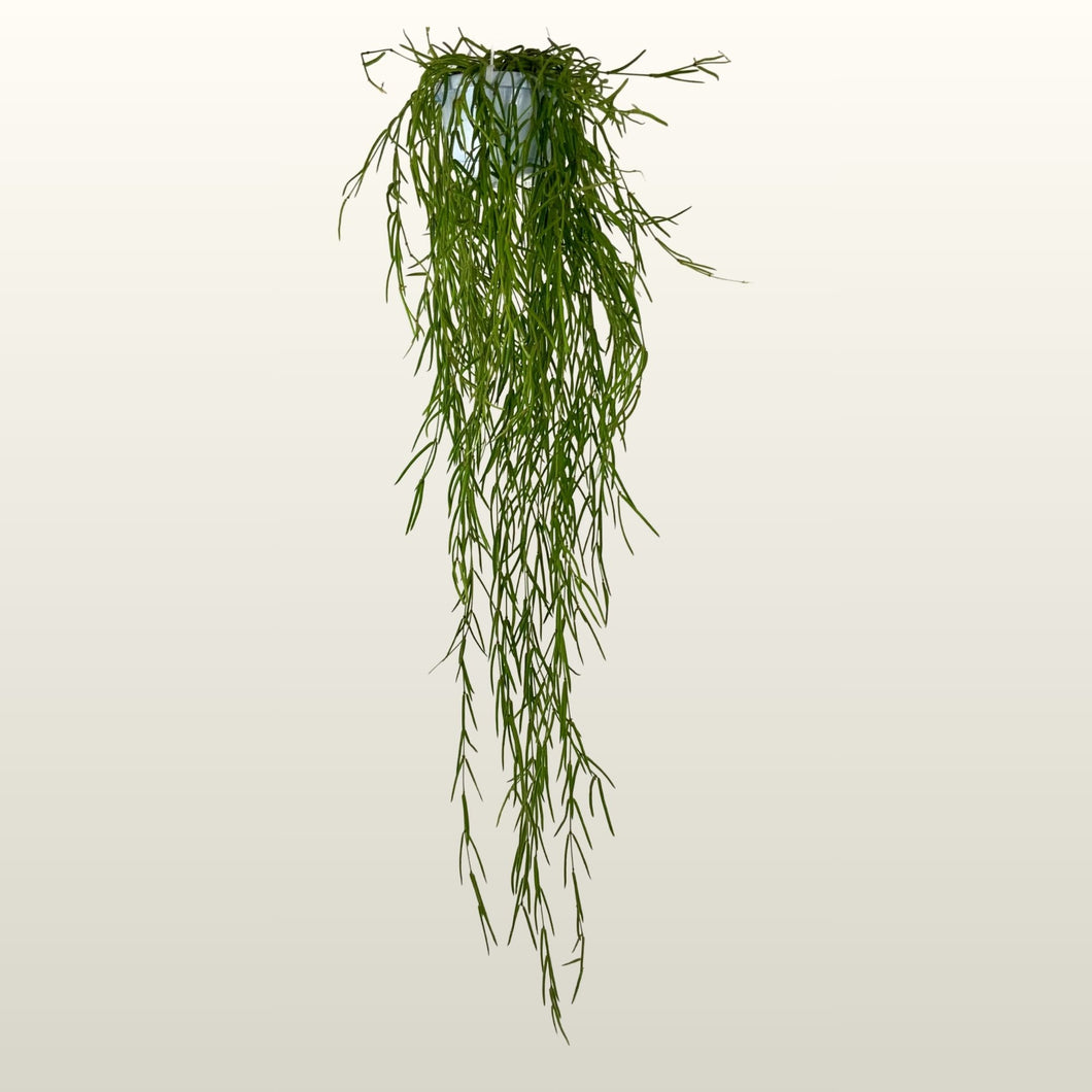 Hoya linearis (Porzellenblume)