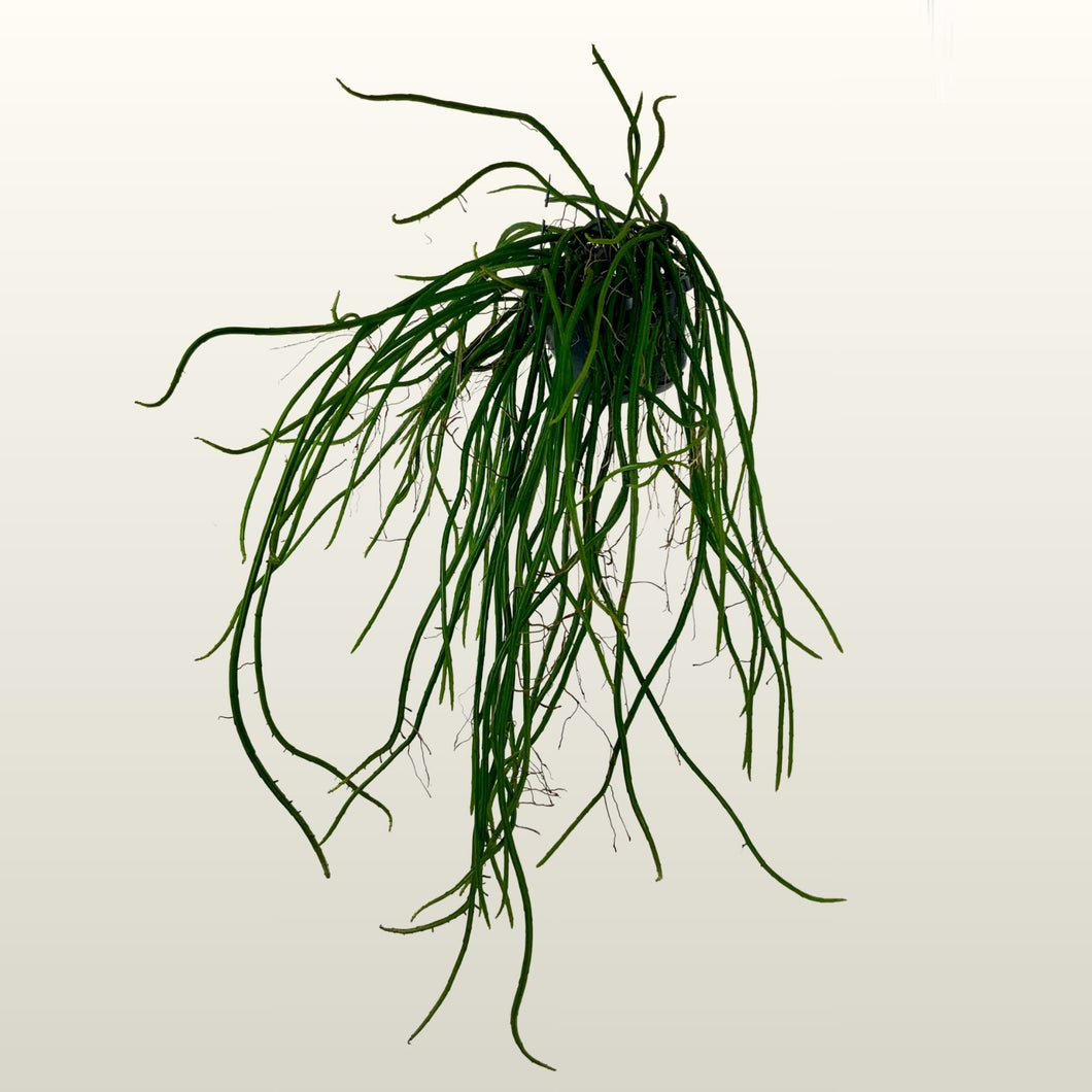 Selenicereus Wrecklei (Königin der Nacht)