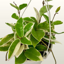 Lade das Bild in den Galerie-Viewer, Hoya carnosa Variegata (Porzellanblume)
