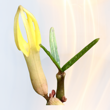 Lade das Bild in den Galerie-Viewer, Ceropegia dichotoma - gabelige Leuchterblume
